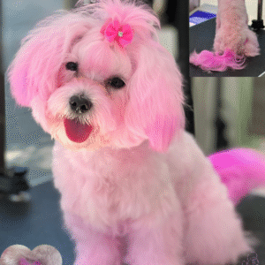 Груминг и оцветяване